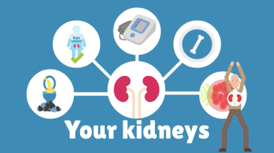 Your kidneys and what they do | UHL NHS Trust Thumbnail